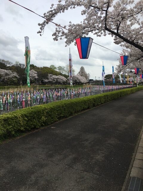 沢山の鯉のぼり