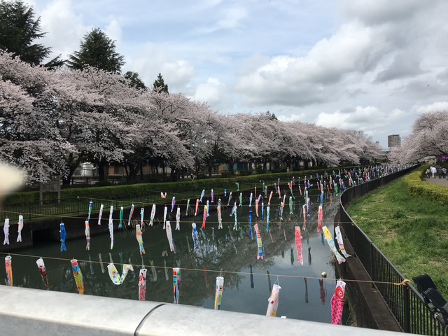 北関東ローカル花見スポット