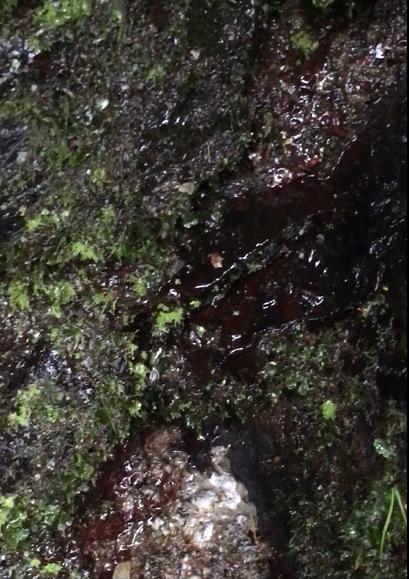 コケと天然の水
