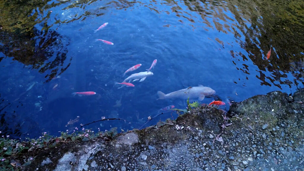 日本で湧水の綺麗な場所